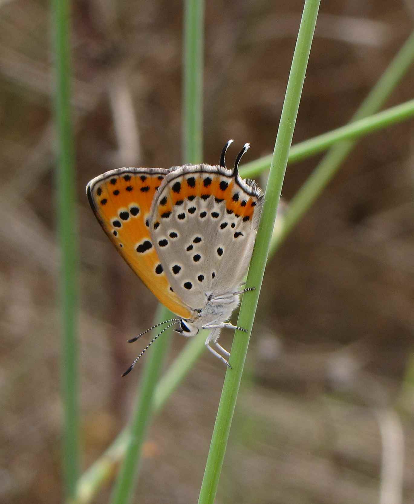 lycaena femmina